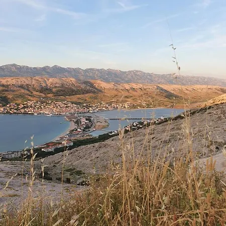 Alma パグ